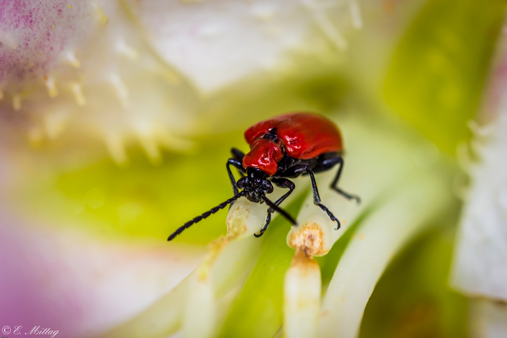 Lilienhähnchen