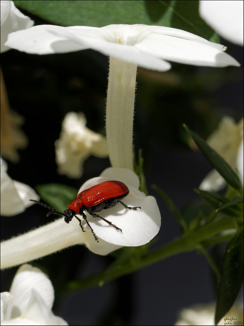 Lilienhähnchen