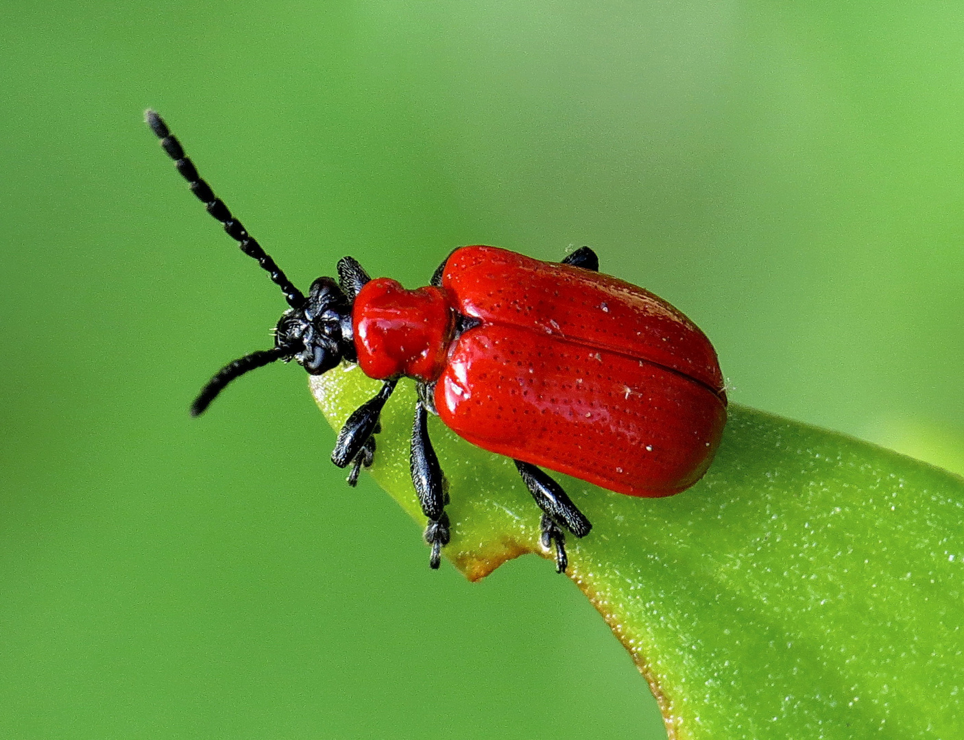 Lilienhähnchen