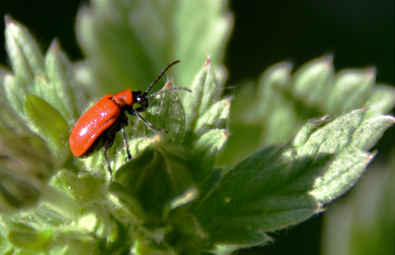 Lilienhähnchen