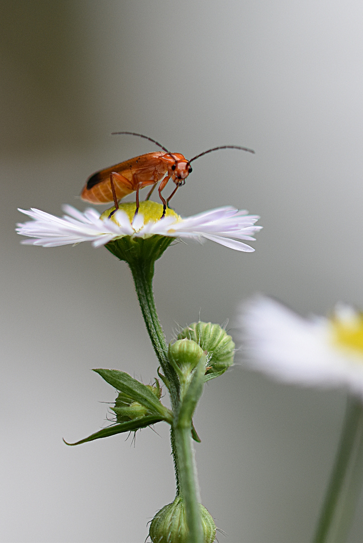 Lilienhähnchen