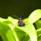 Lilienhähnchen :-)