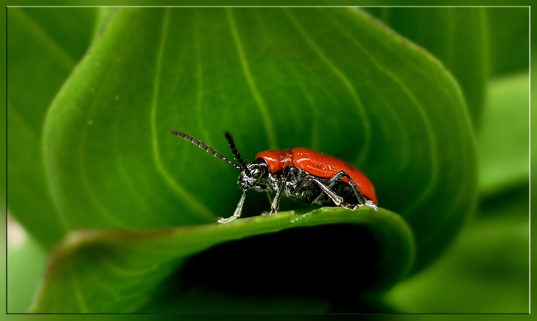 Lilienhähnchen