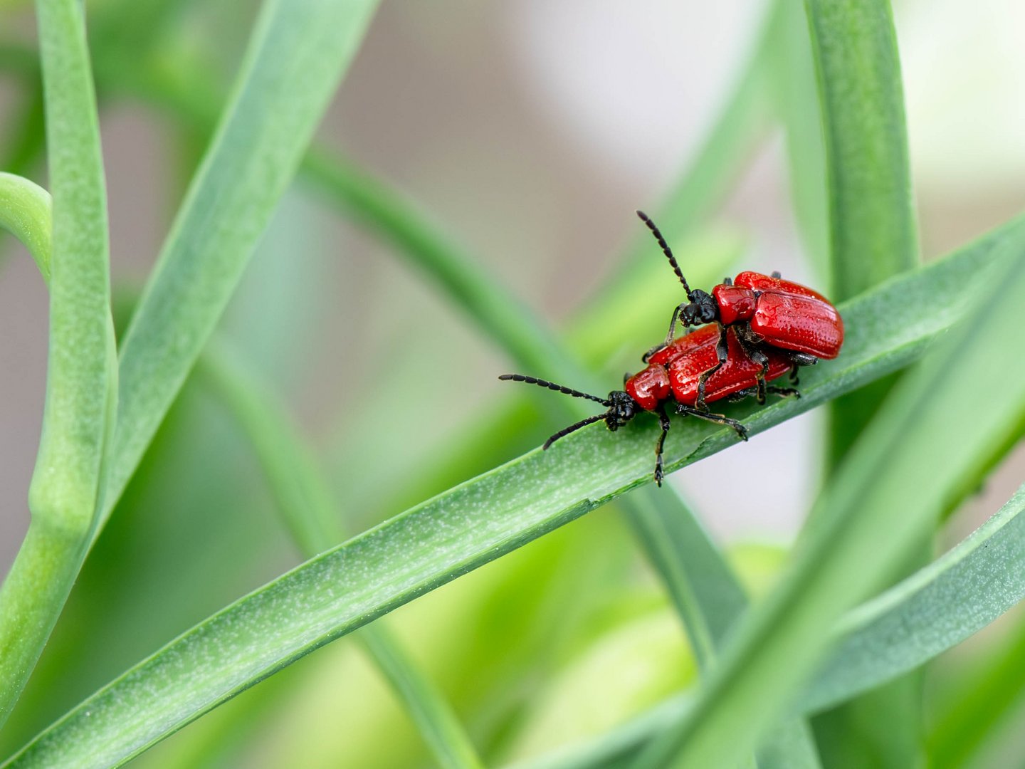 Lilienhähnchen