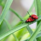 Lilienhähnchen