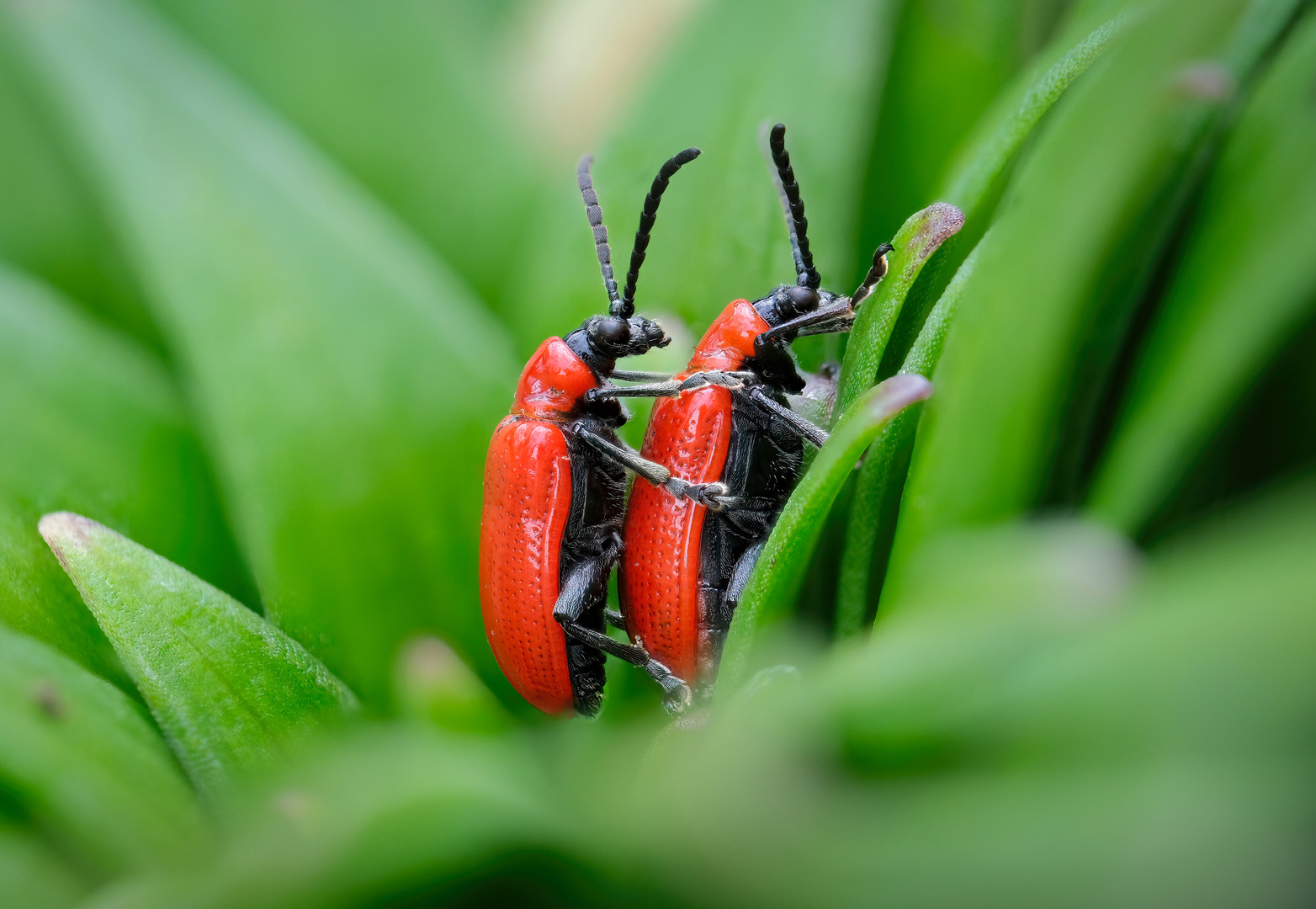 Lilienhähnchen