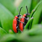 Lilienhähnchen