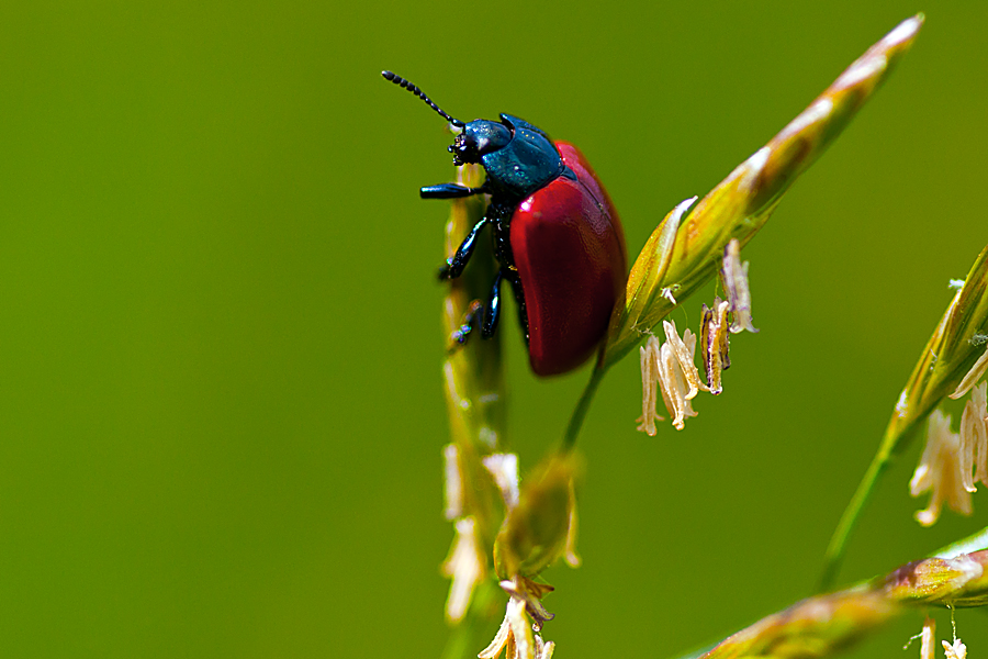 Lilienhähnchen