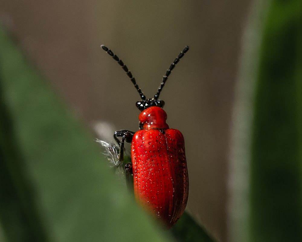 Lilienhähnchen