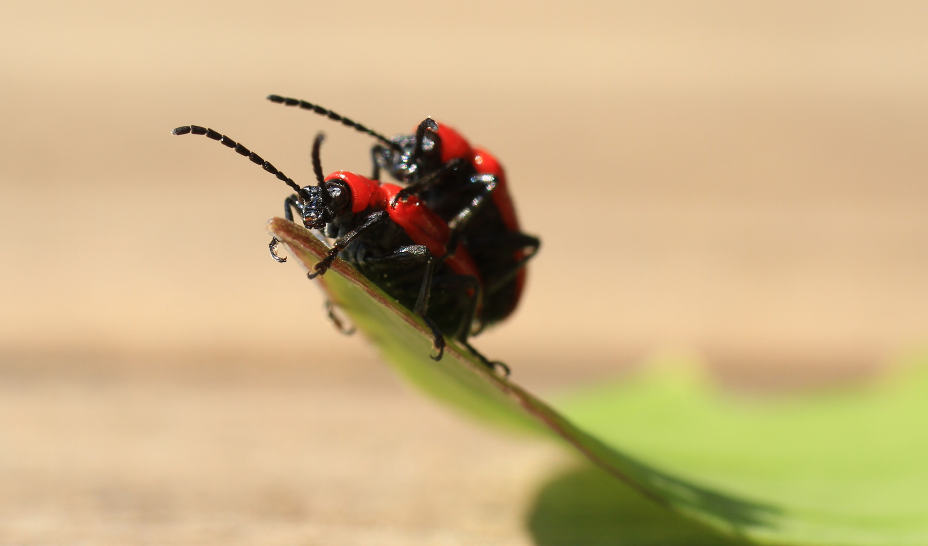 Lilienhähnchen