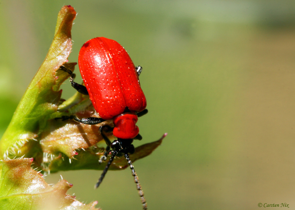 - Lilienhähnchen -