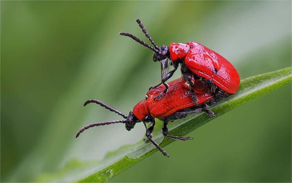 Lilienhähnchen