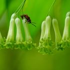 Lilienhähnchen am Salomonssiegel