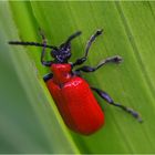 Lilienhähnchen auch schon da.......