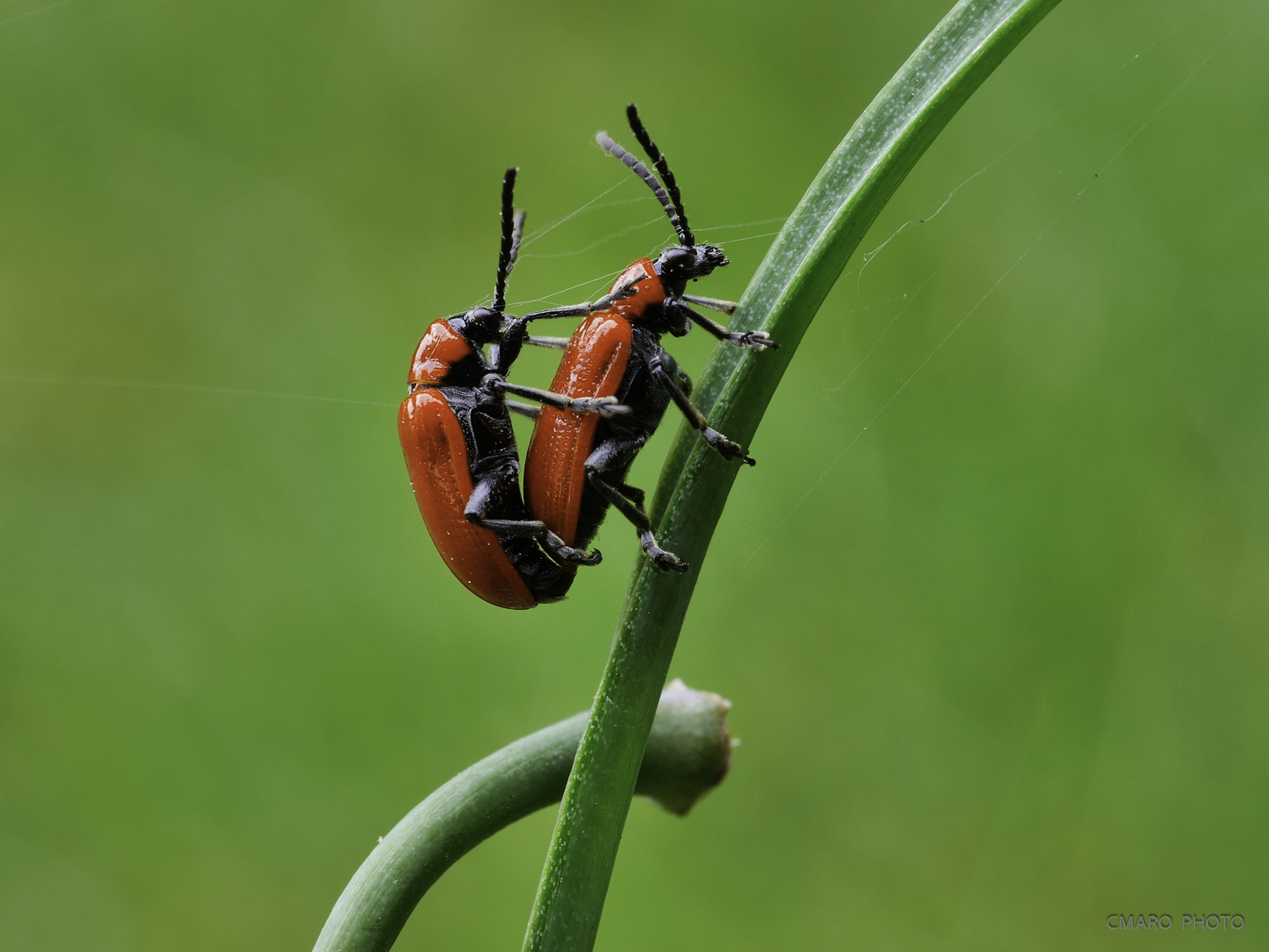 ... Lilienhähnchen bei der Arbeit ...