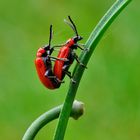 ... Lilienhähnchen bei der Arbeit ...