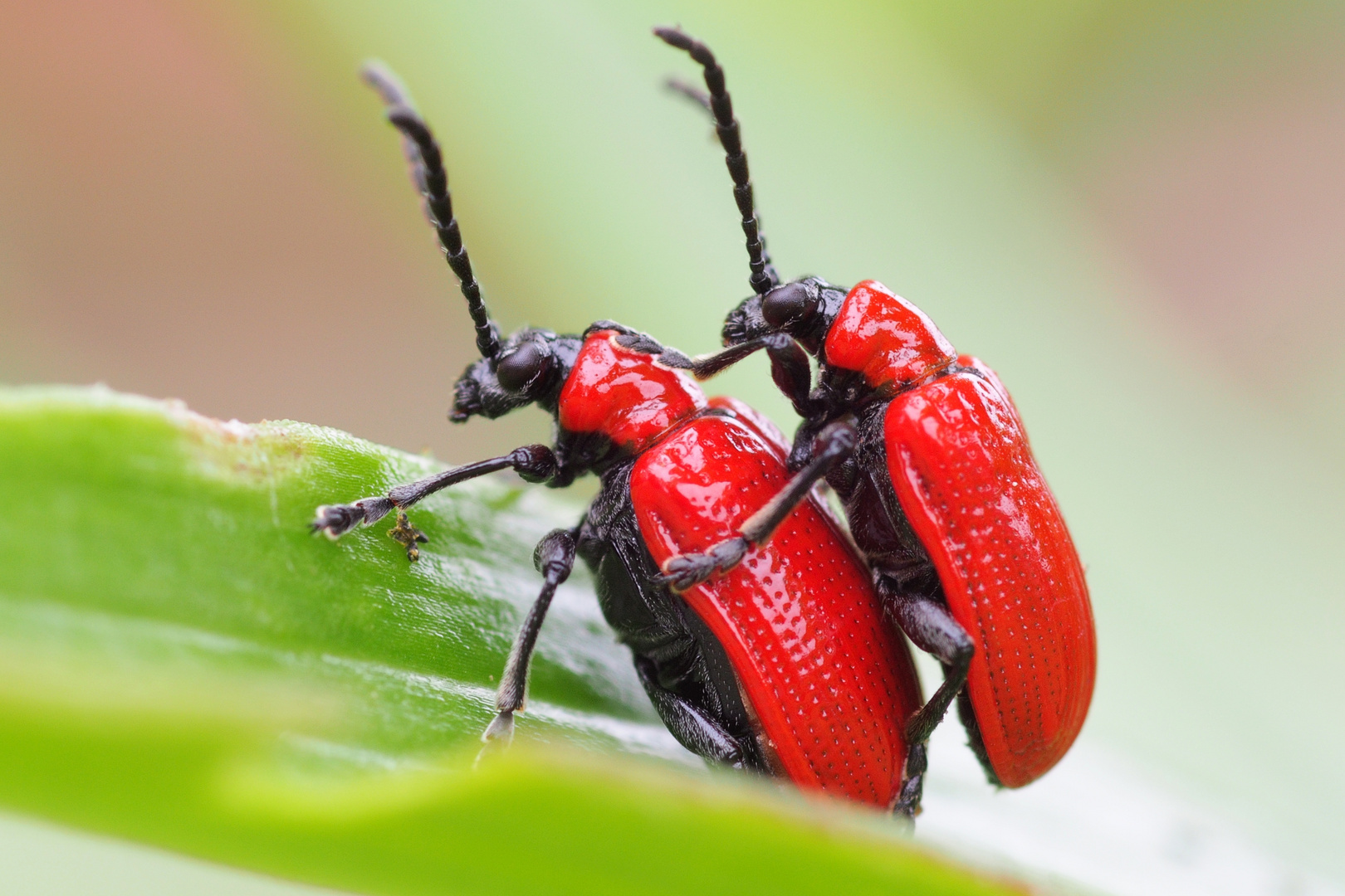 Lilienhähnchen bei der Paarung