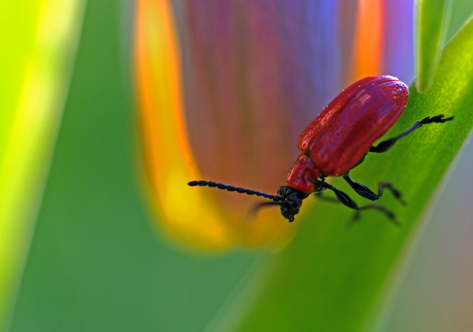 Lilienhähnchen