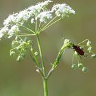 Lilienhähnchen?