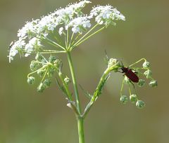 Lilienhähnchen?