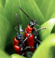 Lilienhähnchen