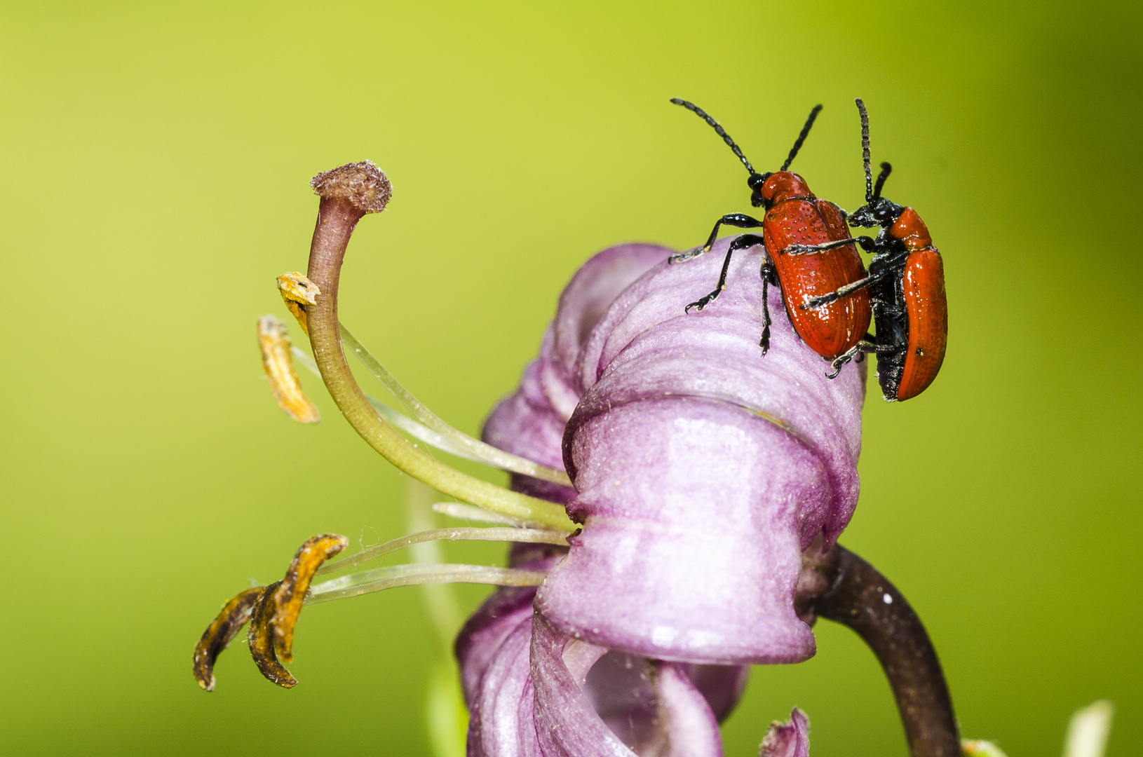 Lilienhähnchen