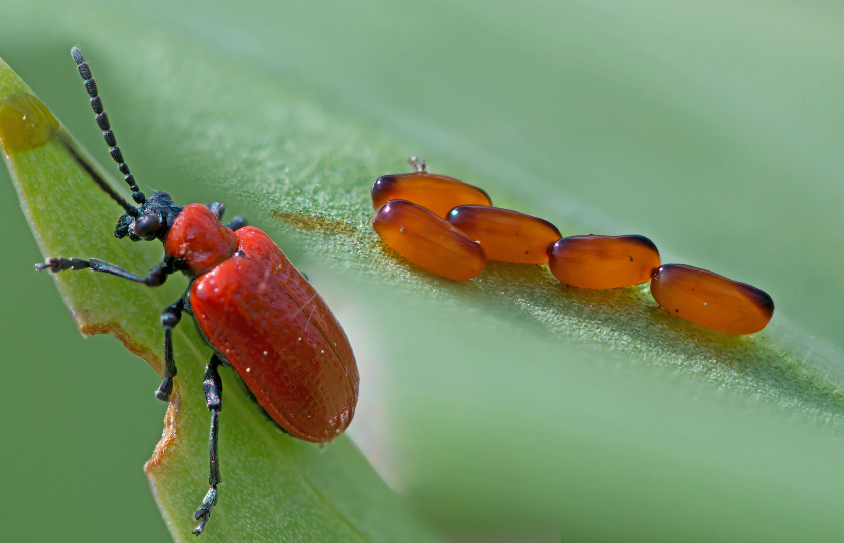Lilienhähnchen - Eier Foto &amp; Bild | tiere, wildlife, insekten Bilder ...