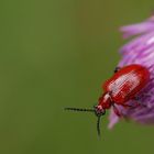 Lilienhähnchen