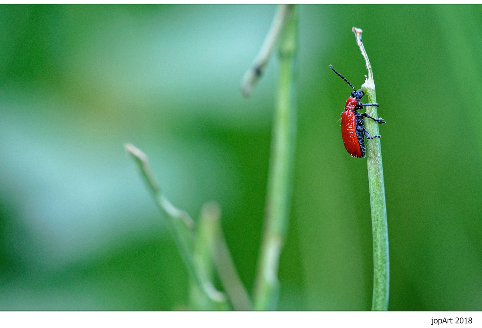 Lilienhähnchen...