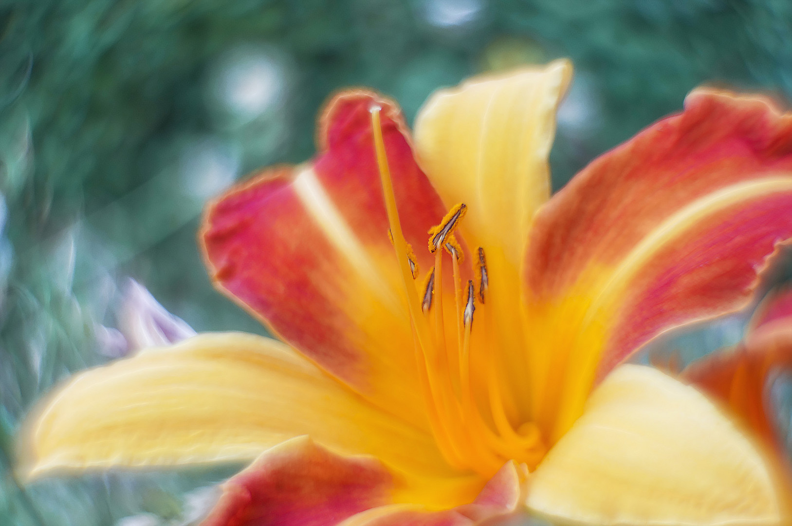 lilienhähnchen habe ich in den urlaub geschickt ...