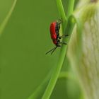 Lilienhähnchen Käfer*