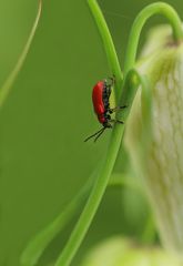 Lilienhähnchen Käfer*