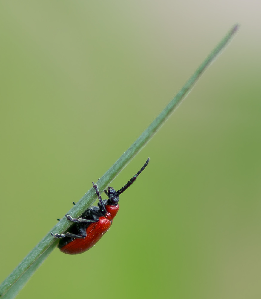 Lilienhähnchen klettert eine Schachbrettblume hoch