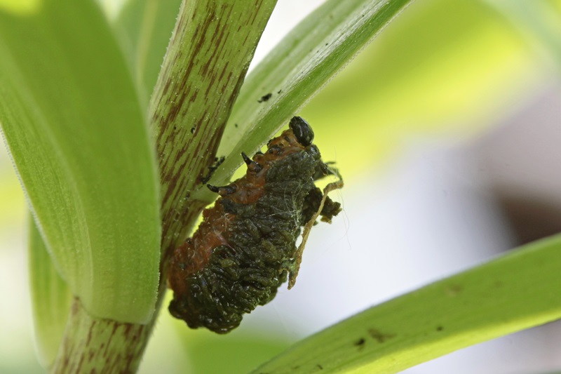 Lilienhähnchen Larve