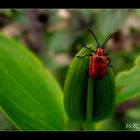 Lilienhähnchen (Lilioceres lilii)