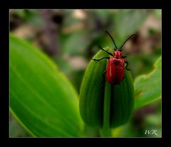 Lilienhähnchen (Lilioceres lilii)