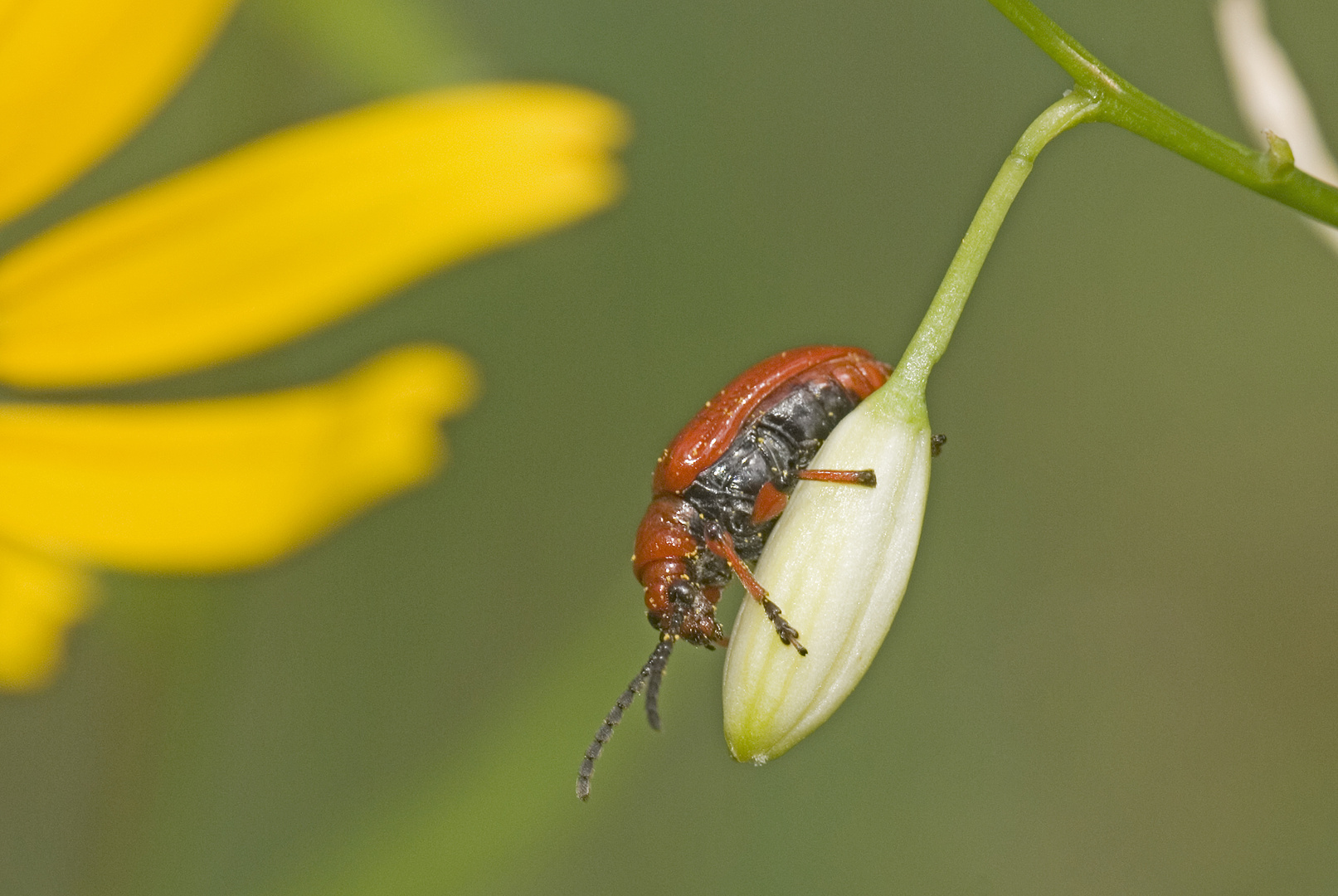 Lilienhähnchen (Lilioceris lilii)