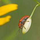 Lilienhähnchen (Lilioceris lilii)