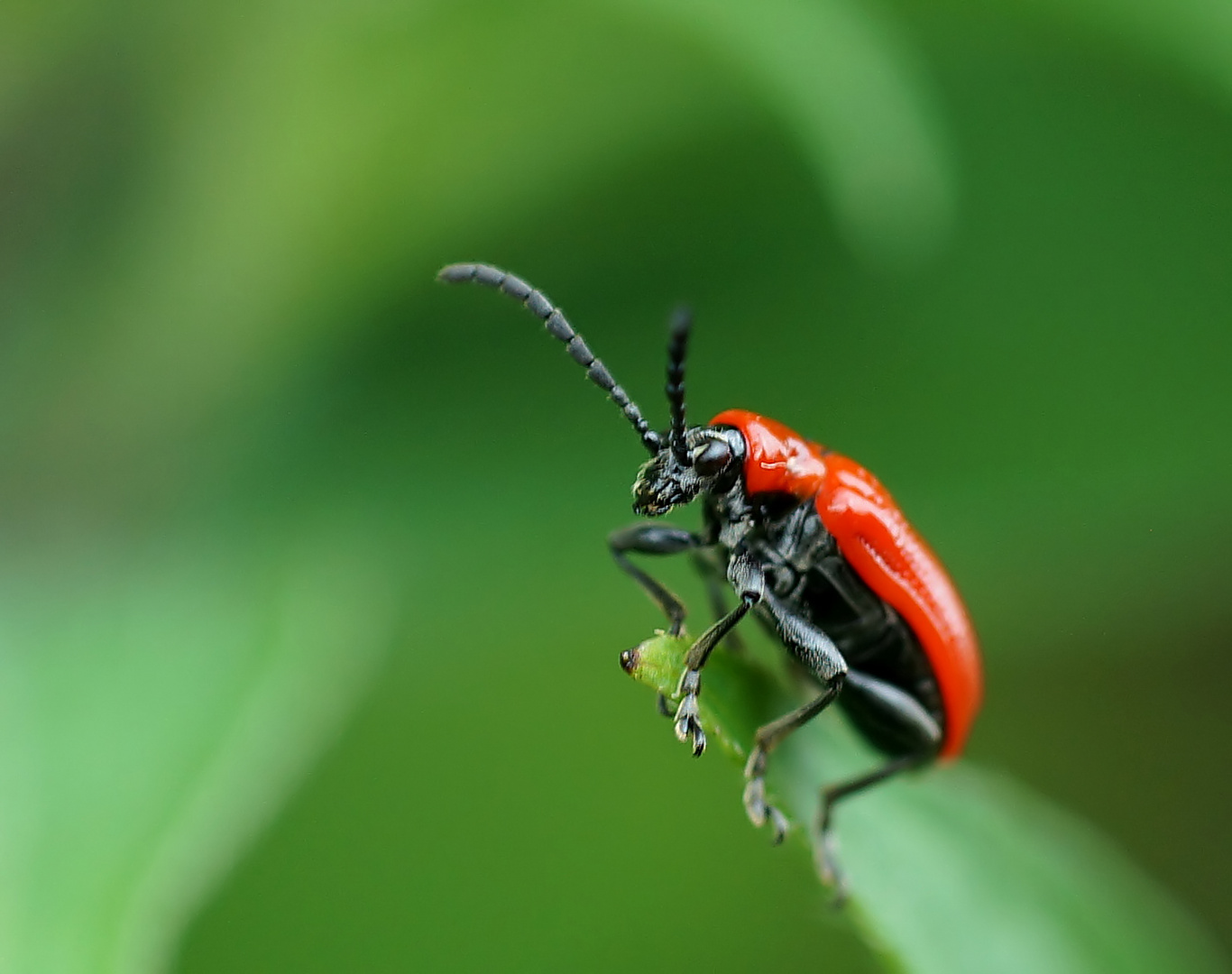 Lilienhähnchen (Lilioceris lilii)