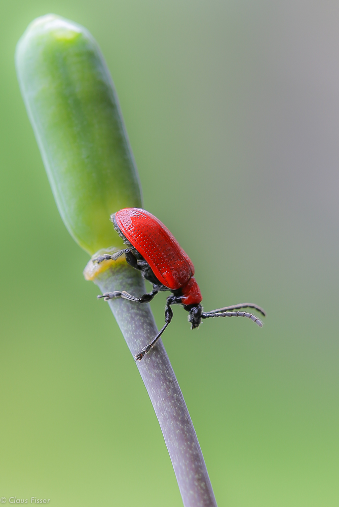 Lilienhähnchen (Lilioceris lilii)