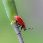 Lilienhähnchen (Lilioceris lilii)