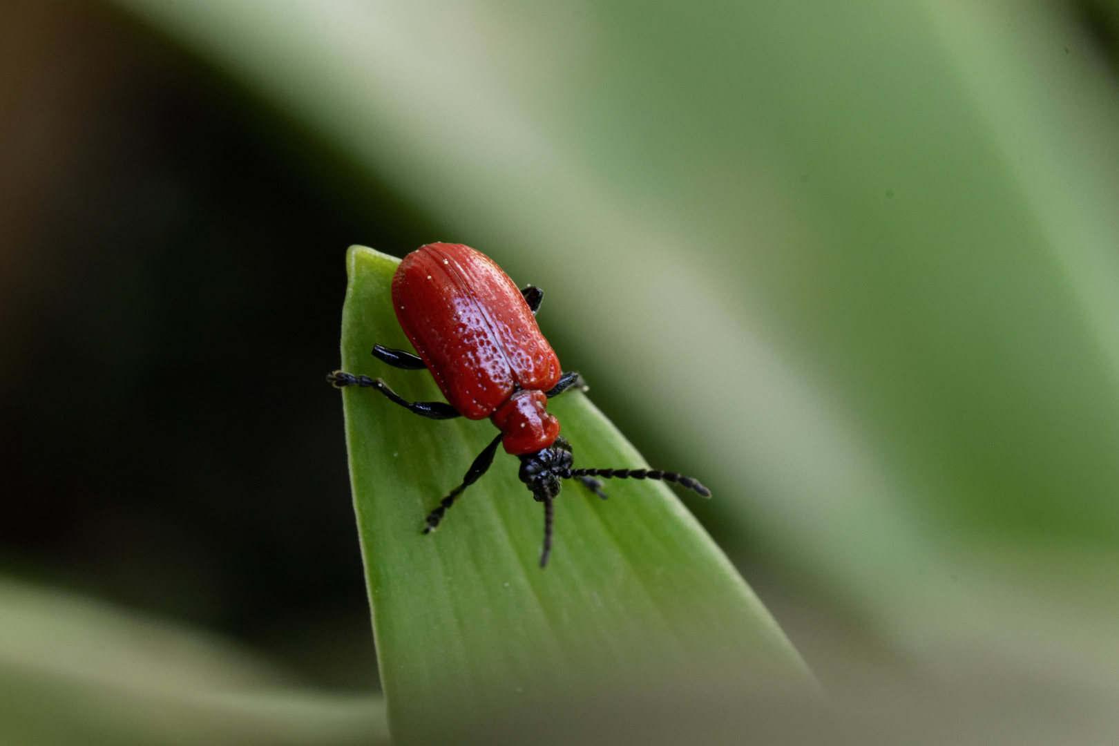 Lilienhähnchen (Lilioceris lilii)