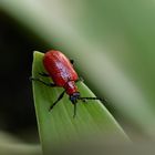 Lilienhähnchen (Lilioceris lilii)