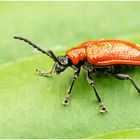 Lilienhähnchen (Lilioceris lilii) 7 mm