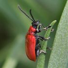 Lilienhähnchen (Lilioceris lilii)