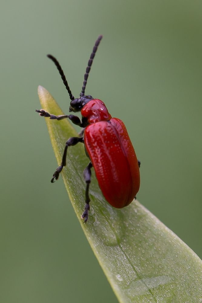 Lilienhähnchen (Lilioceris lilii)