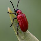 Lilienhähnchen (Lilioceris lilii)