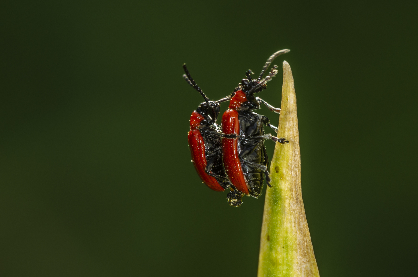 Lilienhähnchen (Lilioceris lilii)