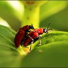 Lilienhähnchen (Lilioceris lilii)