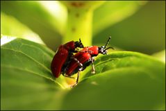 Lilienhähnchen (Lilioceris lilii)